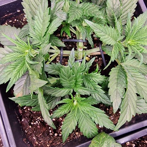Original Auto Amnesia Haze growlog timeline photo