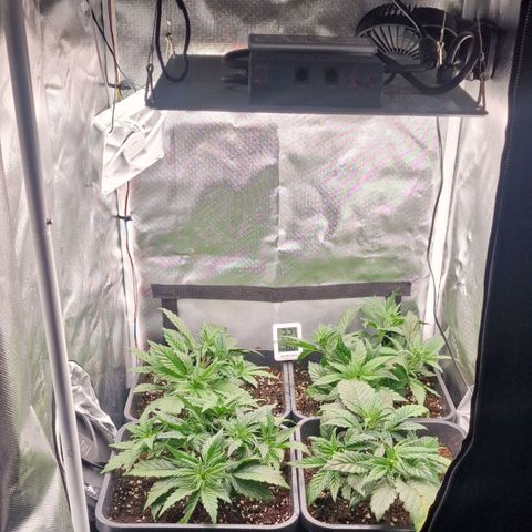 Original Auto Amnesia Haze growlog timeline photo