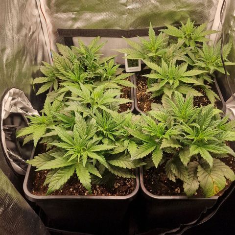 Original Auto Amnesia Haze growlog timeline photo