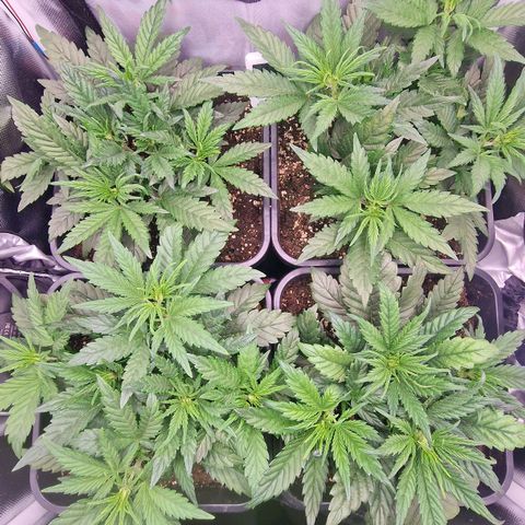 Original Auto Amnesia Haze growlog timeline photo