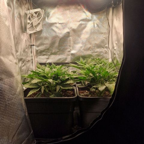 Original Auto Amnesia Haze growlog timeline photo