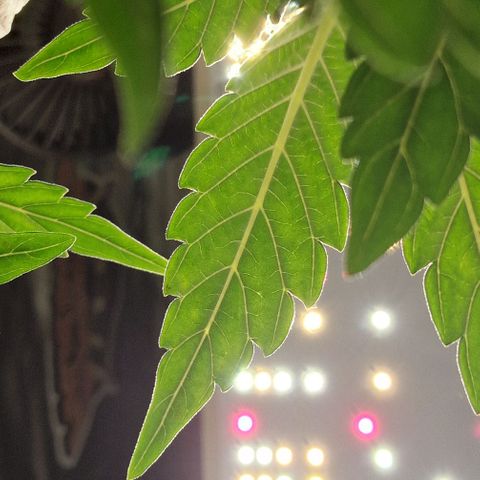 Original Auto Amnesia Haze growlog timeline photo