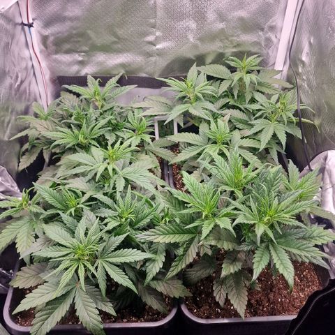 Original Auto Amnesia Haze growlog timeline photo