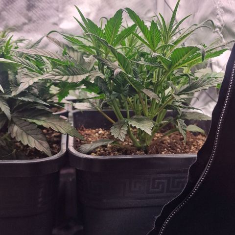 Original Auto Amnesia Haze growlog timeline photo