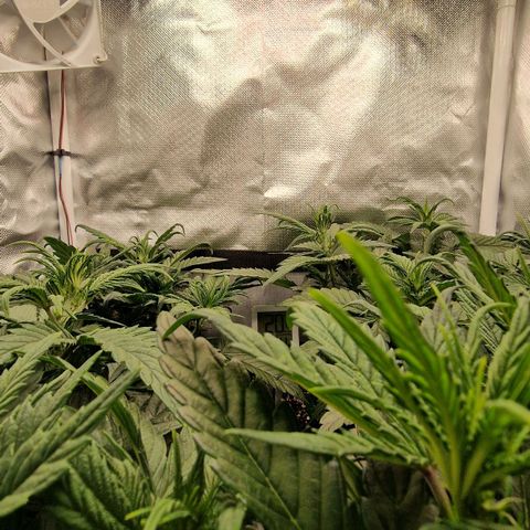 Original Auto Amnesia Haze growlog timeline photo