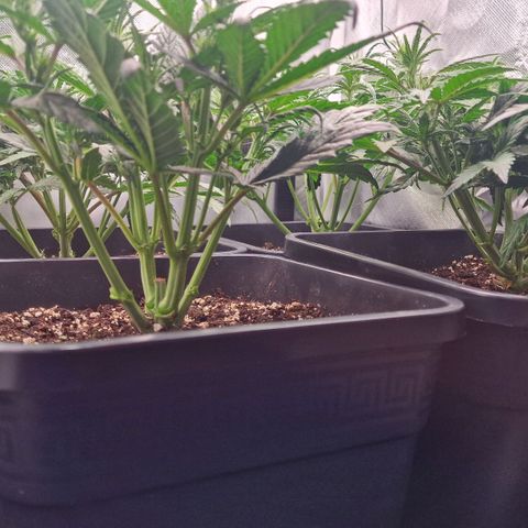 Original Auto Amnesia Haze growlog timeline photo