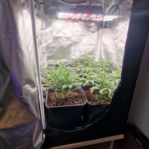 Original Auto Amnesia Haze growlog timeline photo