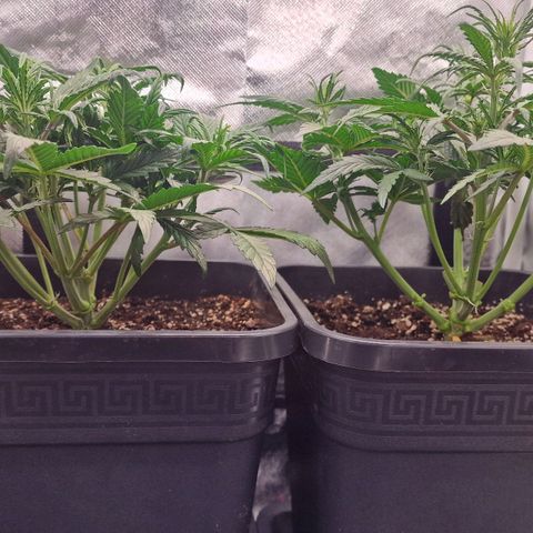 Original Auto Amnesia Haze growlog timeline photo
