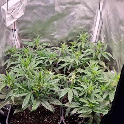 Original Auto Amnesia Haze growlog timeline photo