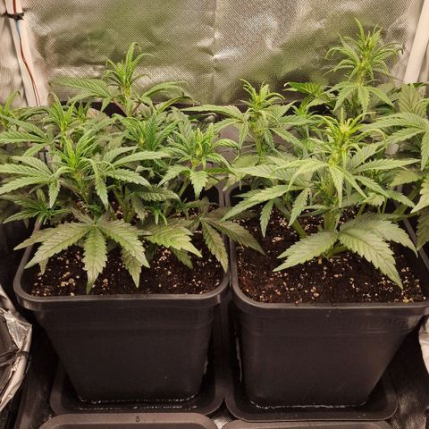 Original Auto Amnesia Haze growlog timeline photo