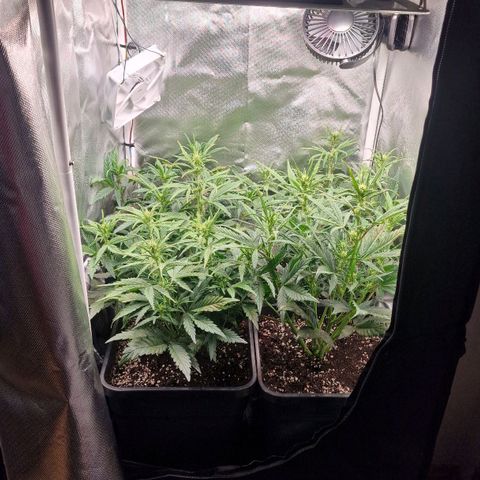 Original Auto Amnesia Haze growlog timeline photo