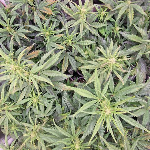 Original Auto Amnesia Haze growlog timeline photo