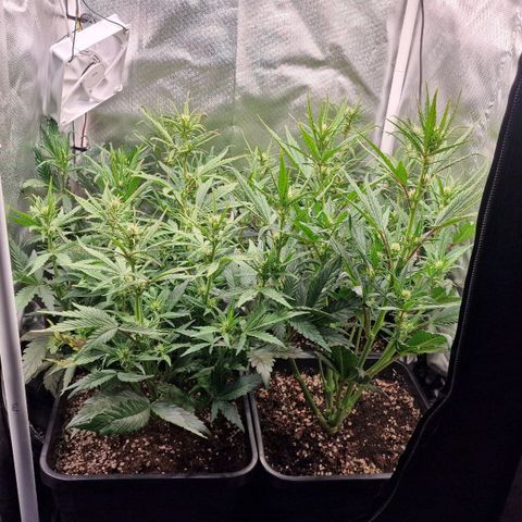 Original Auto Amnesia Haze growlog timeline photo