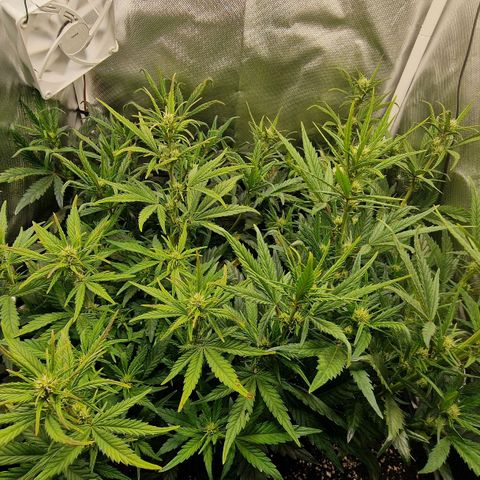 Original Auto Amnesia Haze growlog timeline photo