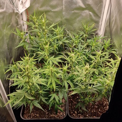 Original Auto Amnesia Haze growlog timeline photo