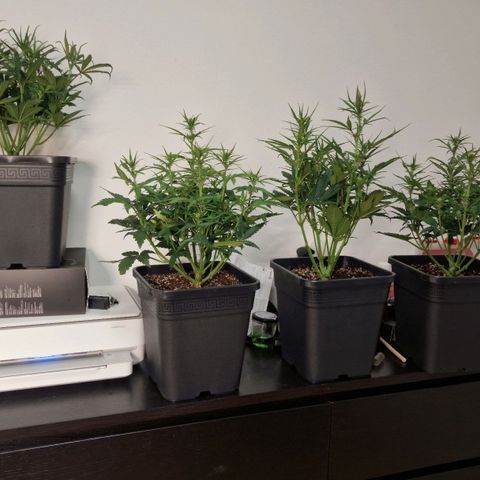 Original Auto Amnesia Haze growlog timeline photo