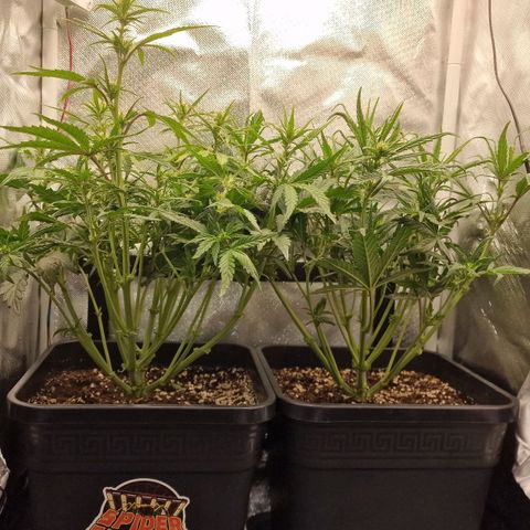 Original Auto Amnesia Haze growlog timeline photo
