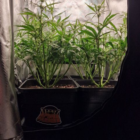 Original Auto Amnesia Haze growlog timeline photo
