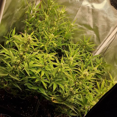 Original Auto Amnesia Haze growlog timeline photo