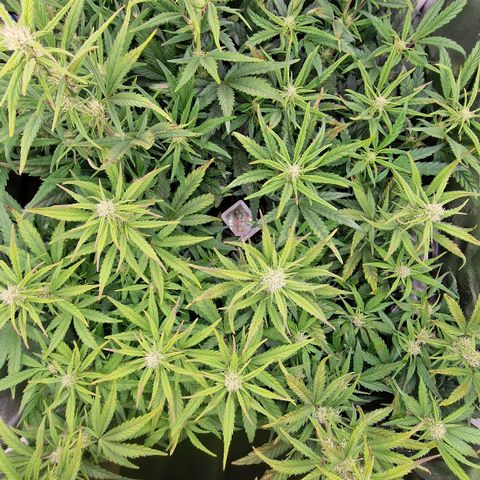 Original Auto Amnesia Haze growlog timeline photo