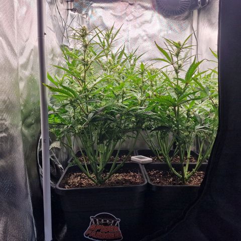 Original Auto Amnesia Haze growlog timeline photo