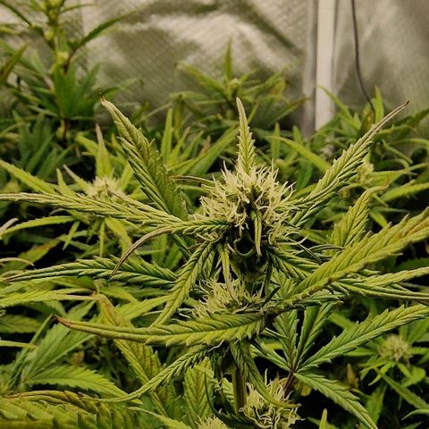 Original Auto Amnesia Haze growlog timeline photo