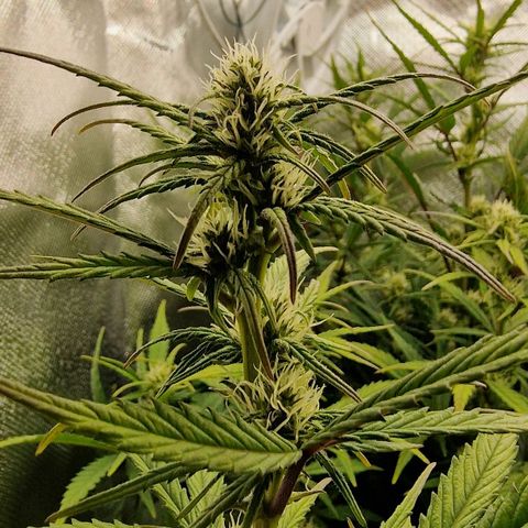 Original Auto Amnesia Haze growlog timeline photo