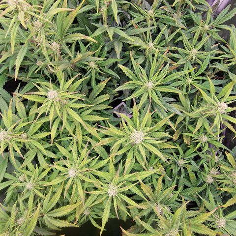 Original Auto Amnesia Haze growlog timeline photo