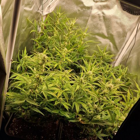 Original Auto Amnesia Haze growlog timeline photo