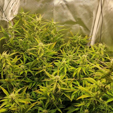 Original Auto Amnesia Haze growlog timeline photo