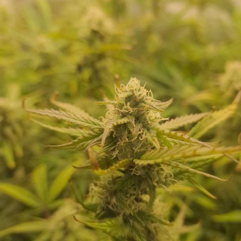 Original Auto Amnesia Haze growlog timeline photo