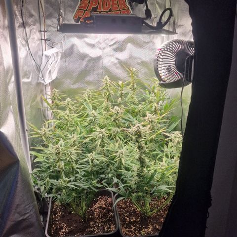 Original Auto Amnesia Haze growlog timeline photo