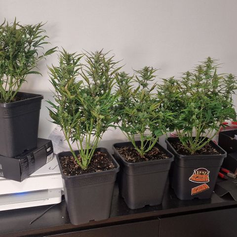 Original Auto Amnesia Haze growlog timeline photo