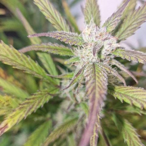 Original Auto Amnesia Haze growlog timeline photo