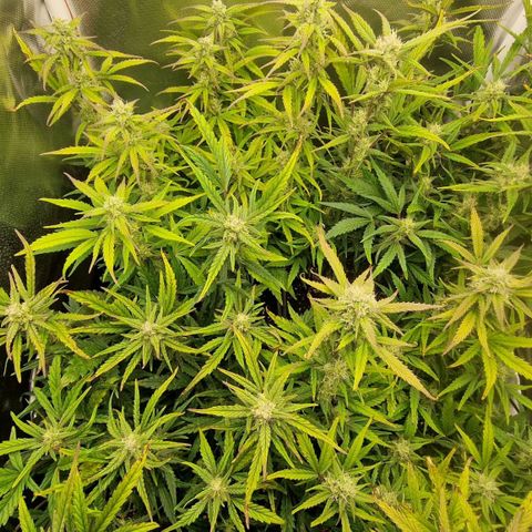 Original Auto Amnesia Haze growlog timeline photo
