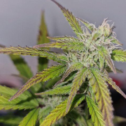 Original Auto Amnesia Haze growlog timeline photo