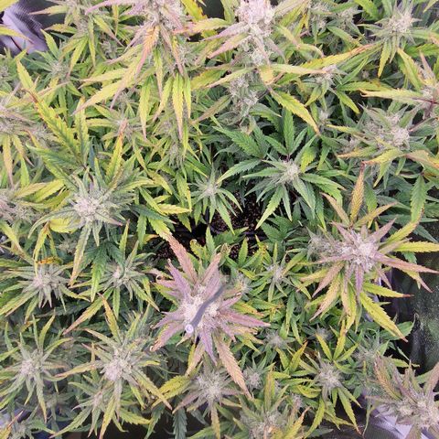 Original Auto Amnesia Haze growlog timeline photo