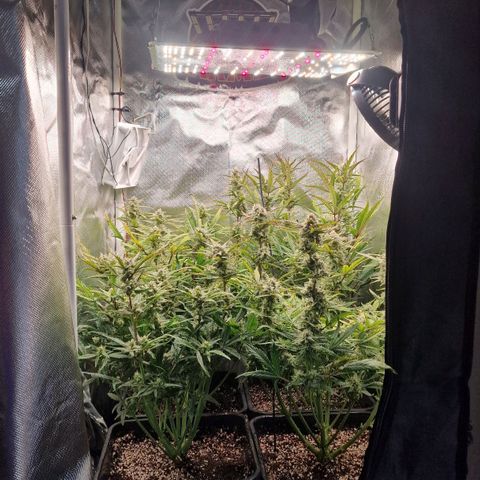 Original Auto Amnesia Haze growlog timeline photo