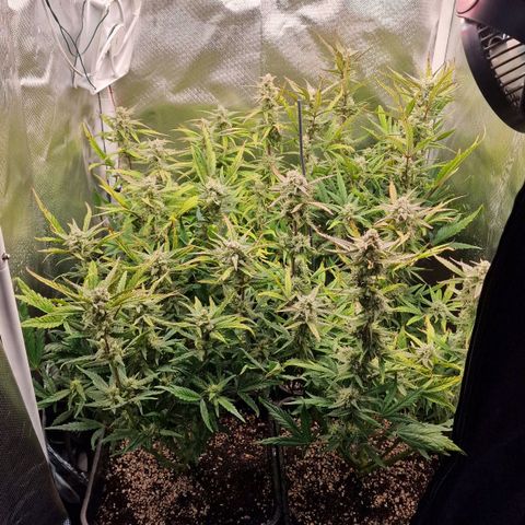 Original Auto Amnesia Haze growlog timeline photo