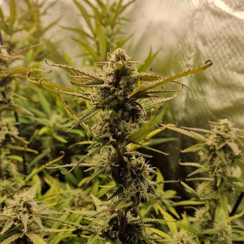 Original Auto Amnesia Haze growlog timeline photo