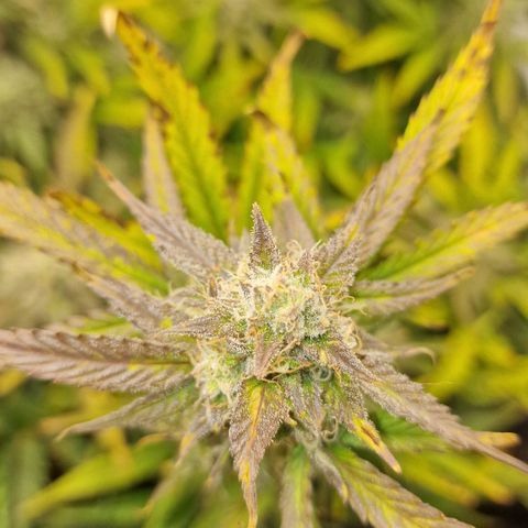 Original Auto Amnesia Haze growlog timeline photo