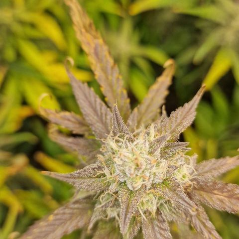 Original Auto Amnesia Haze growlog timeline photo