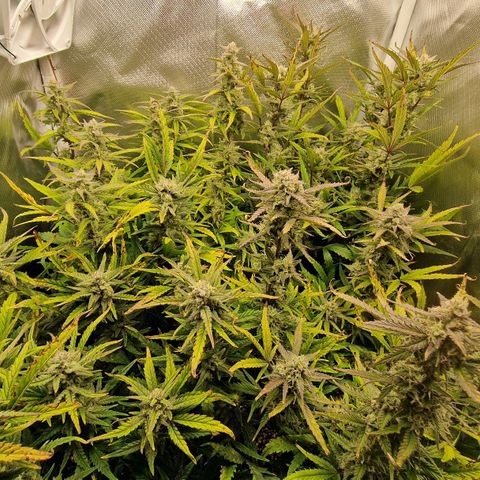Original Auto Amnesia Haze growlog timeline photo