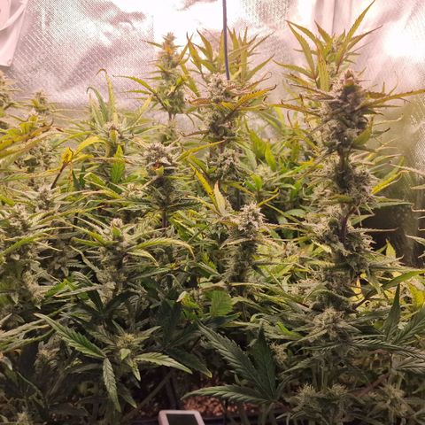 Original Auto Amnesia Haze growlog timeline photo