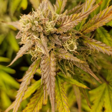 Original Auto Amnesia Haze growlog timeline photo