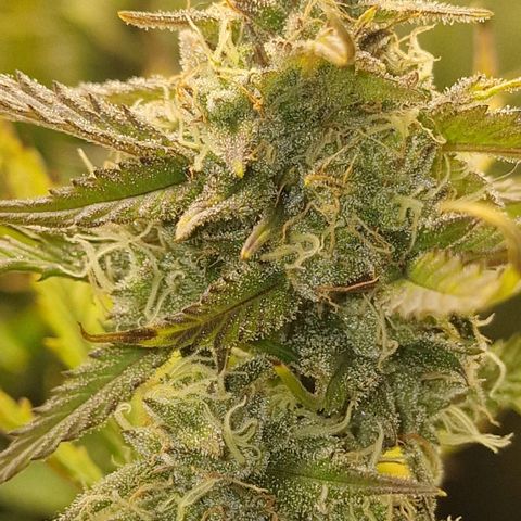 Original Auto Amnesia Haze growlog timeline photo