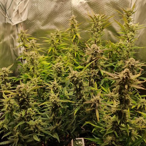 Original Auto Amnesia Haze growlog timeline photo