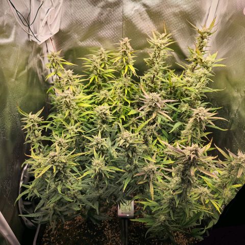 Original Auto Amnesia Haze growlog timeline photo