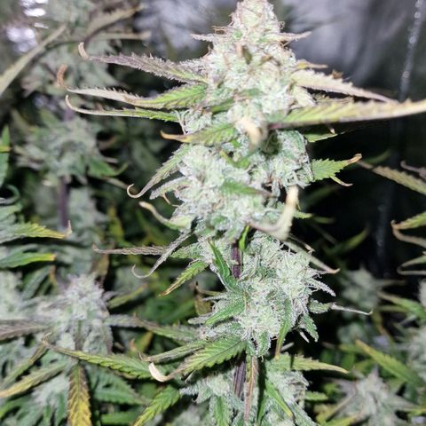 Original Auto Amnesia Haze growlog timeline photo