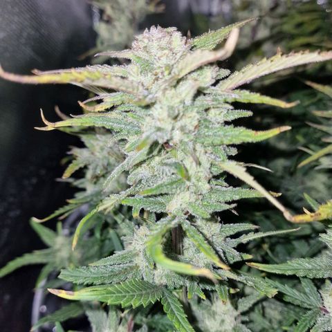 Original Auto Amnesia Haze growlog timeline photo
